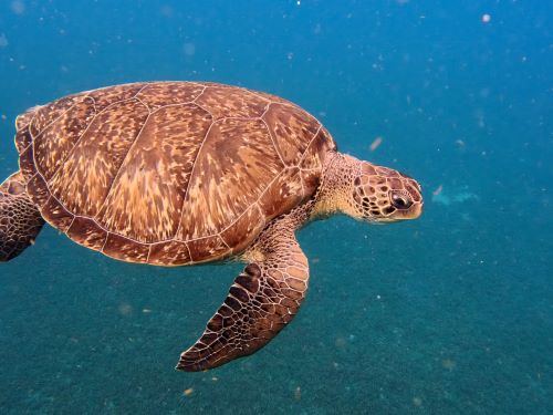 Tortue - Martinique