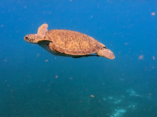 Tortue - Martinique